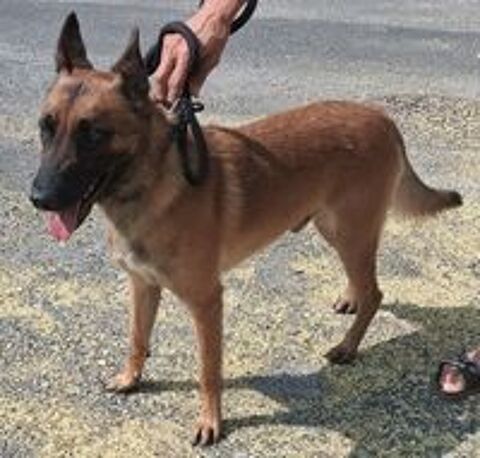   BALTO, chiot type berger allemand, 8 mois  