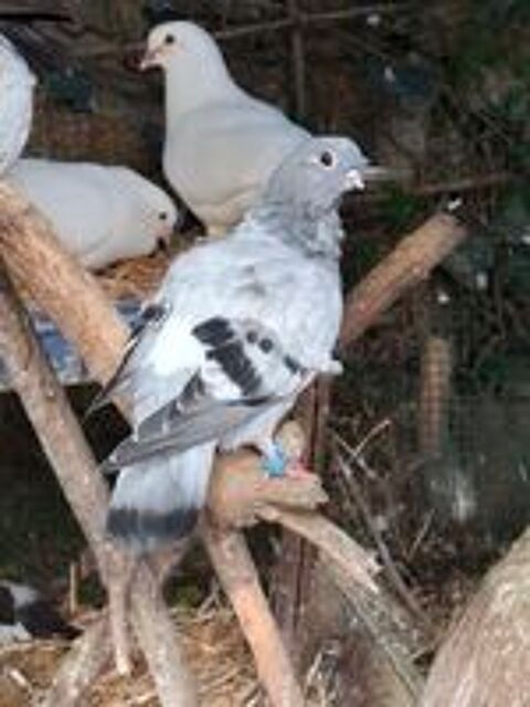   Pigeon cravaté hollandais 