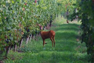  Propri�t�/ch�teau � vendre 15 + pi�ces 400 m�