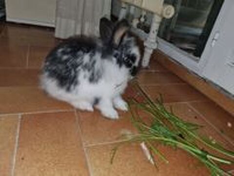   Lapin nain  