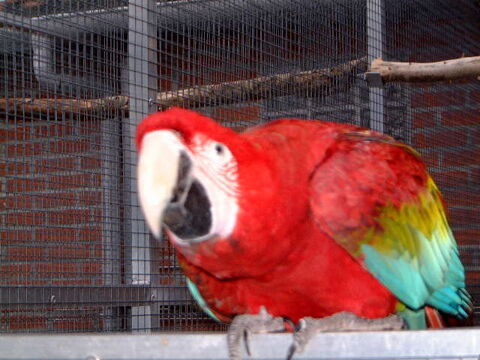 jeune chloropt&egrave;re 1800 59310 Landas