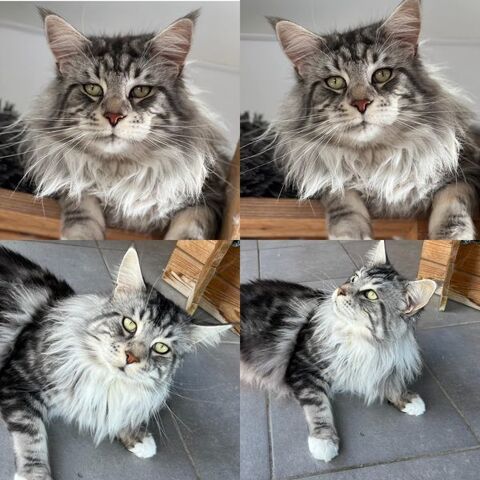 Saillie Magnifique Maine Coon - Prestigieuses Origines 66450 Pollestres