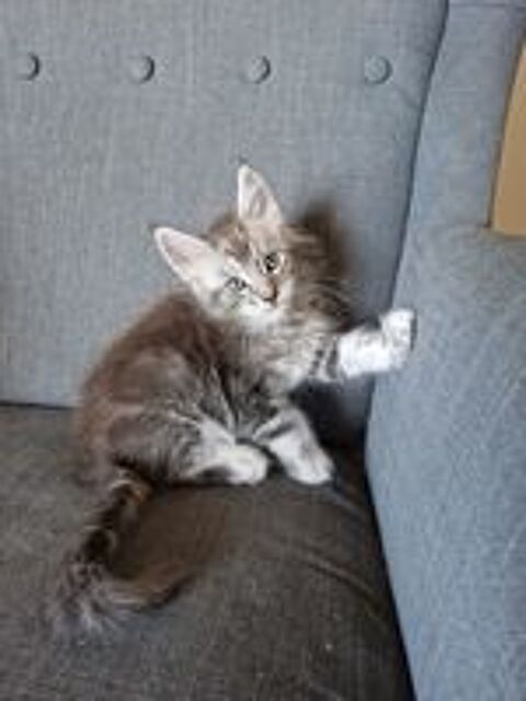   Maine Coon male LOOF née MAI 2025, dispo mi-juillet 