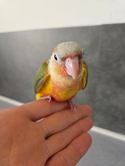 B&eacute;b&eacute; perroquet apprivois&eacute; 160 62160 Grenay