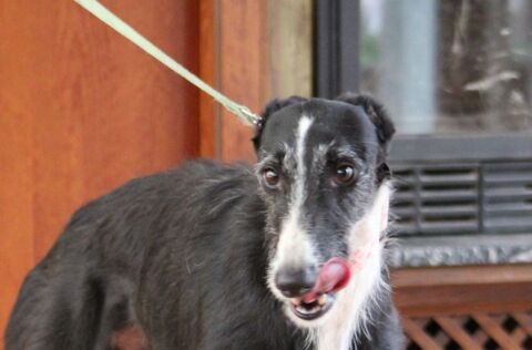 BALA🩷Jeune galga affectueuse recherche foyer rempli d'Amour 315 24140 Douville