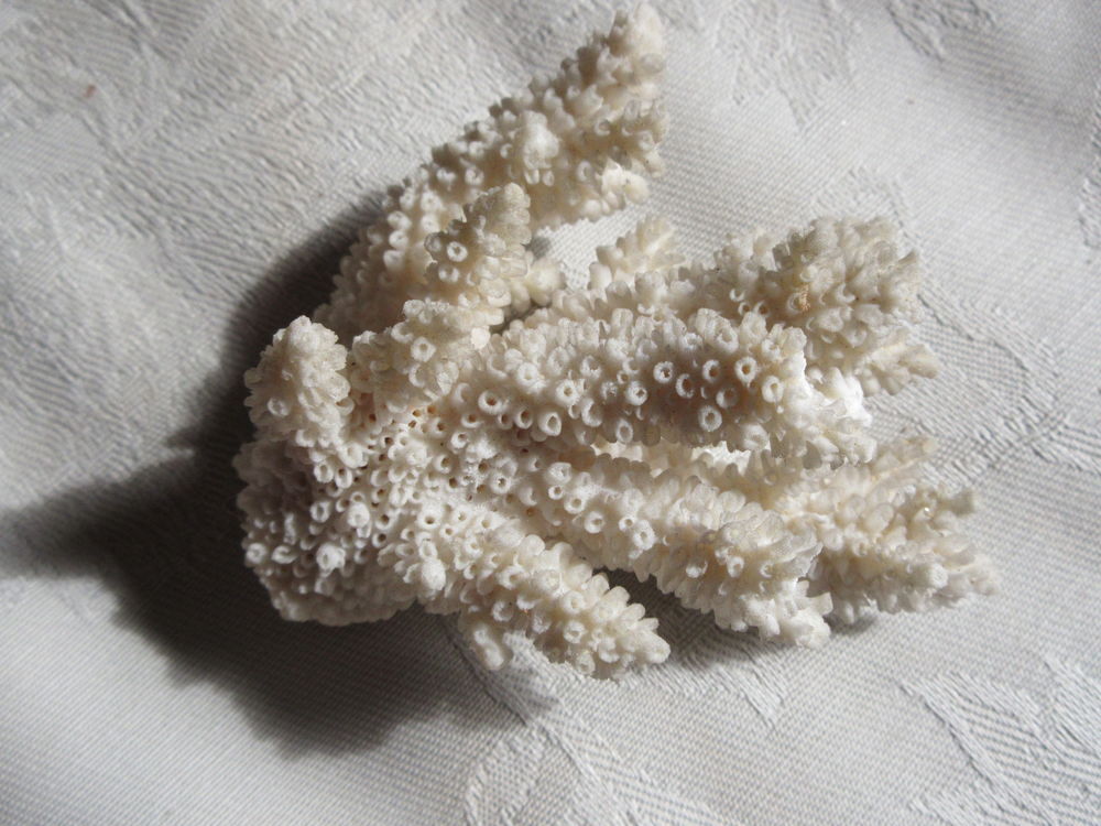 Corail blanc 