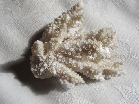 Corail blanc 16 Le Crès (34)