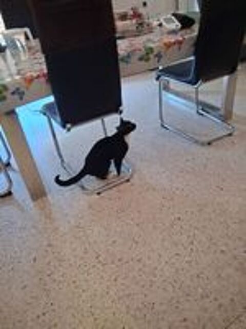   Gentille petite chatte Milla 
