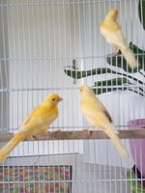   canaris 2026 