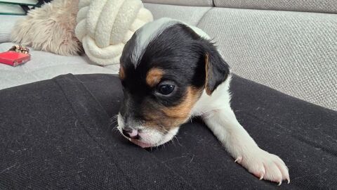 chiots Jack Russel 500 85200 Fontenay-le-comte