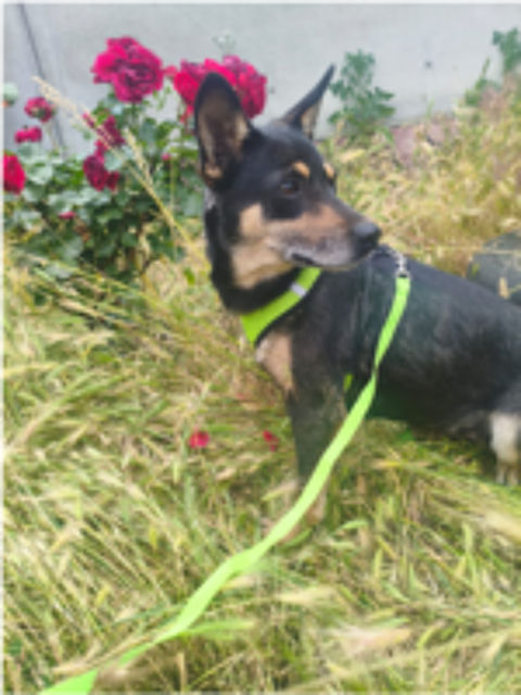   AL'ADOPTION JOUJA 