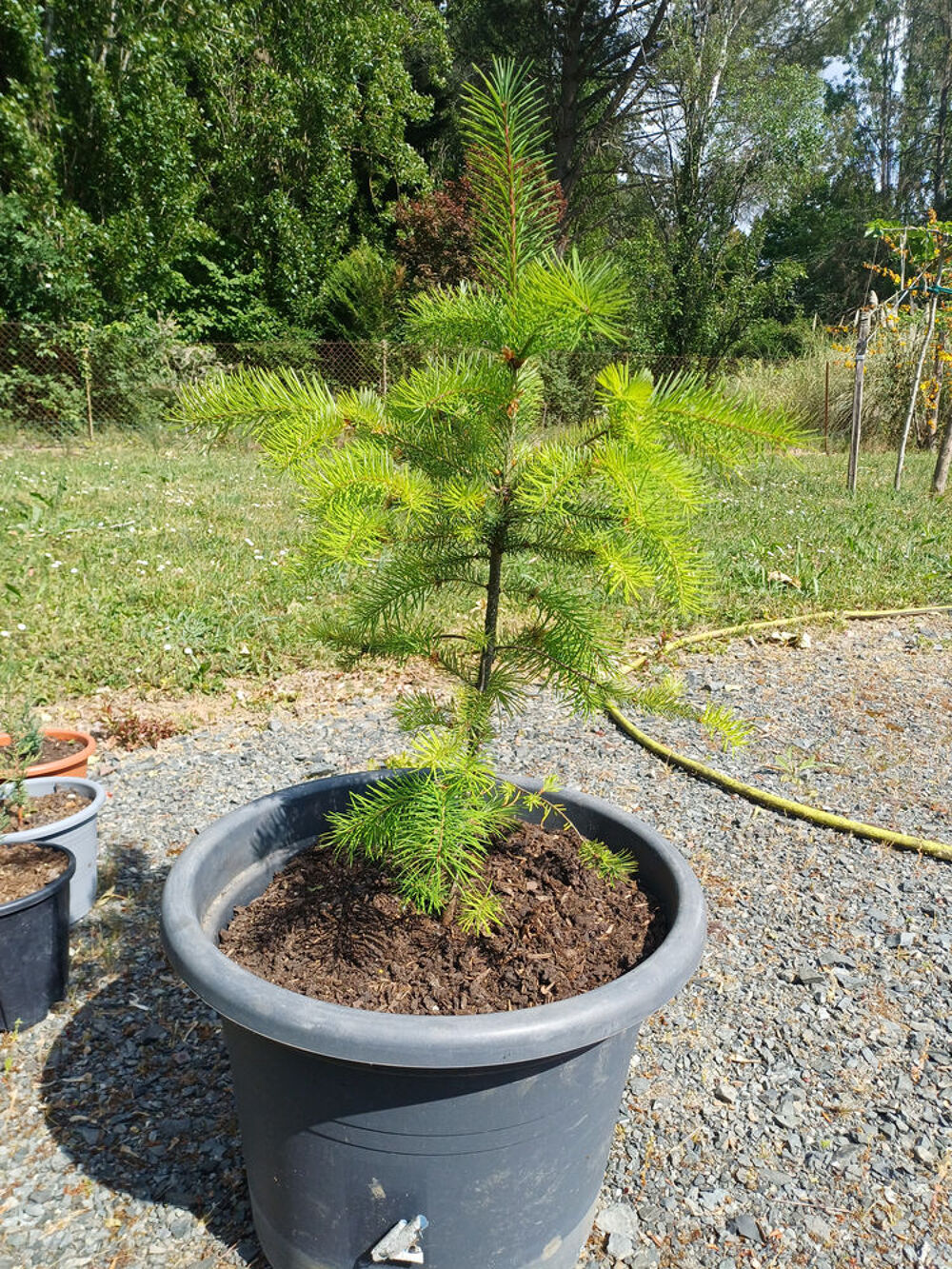 EPICEA de NORVEGE Jardin