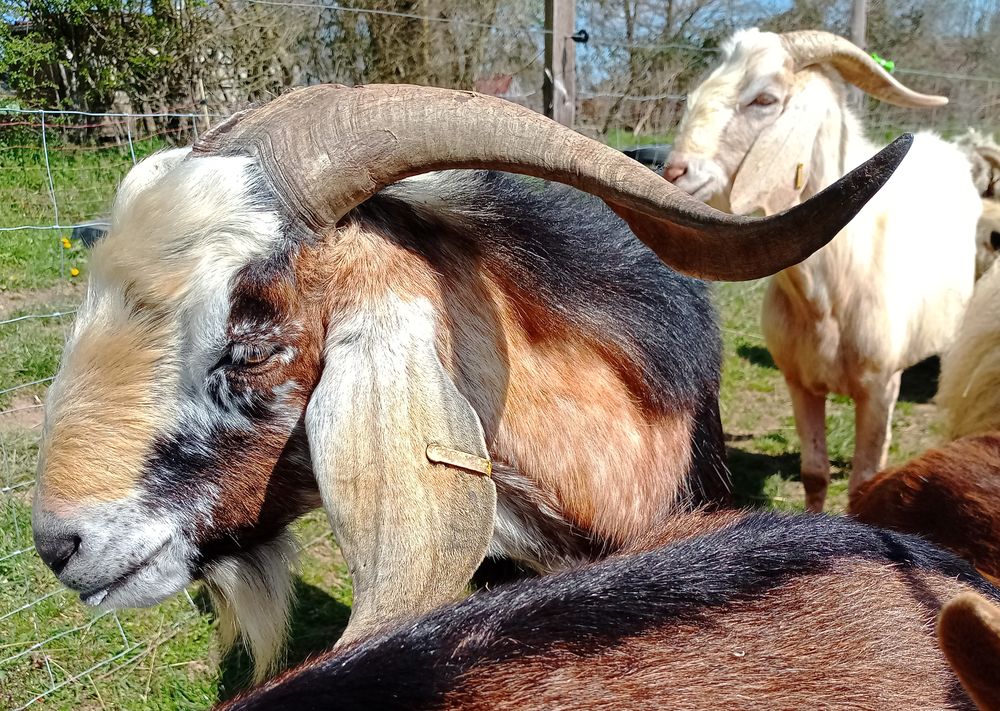   chèvre, bouc 