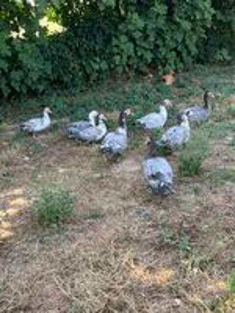  canards marins / de barbarie 