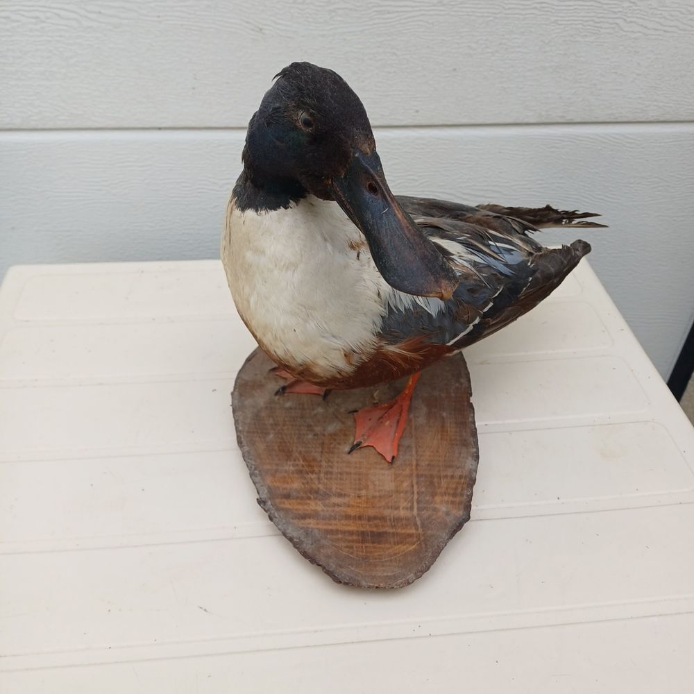 taxidermie ampaille canard souchet Décoration