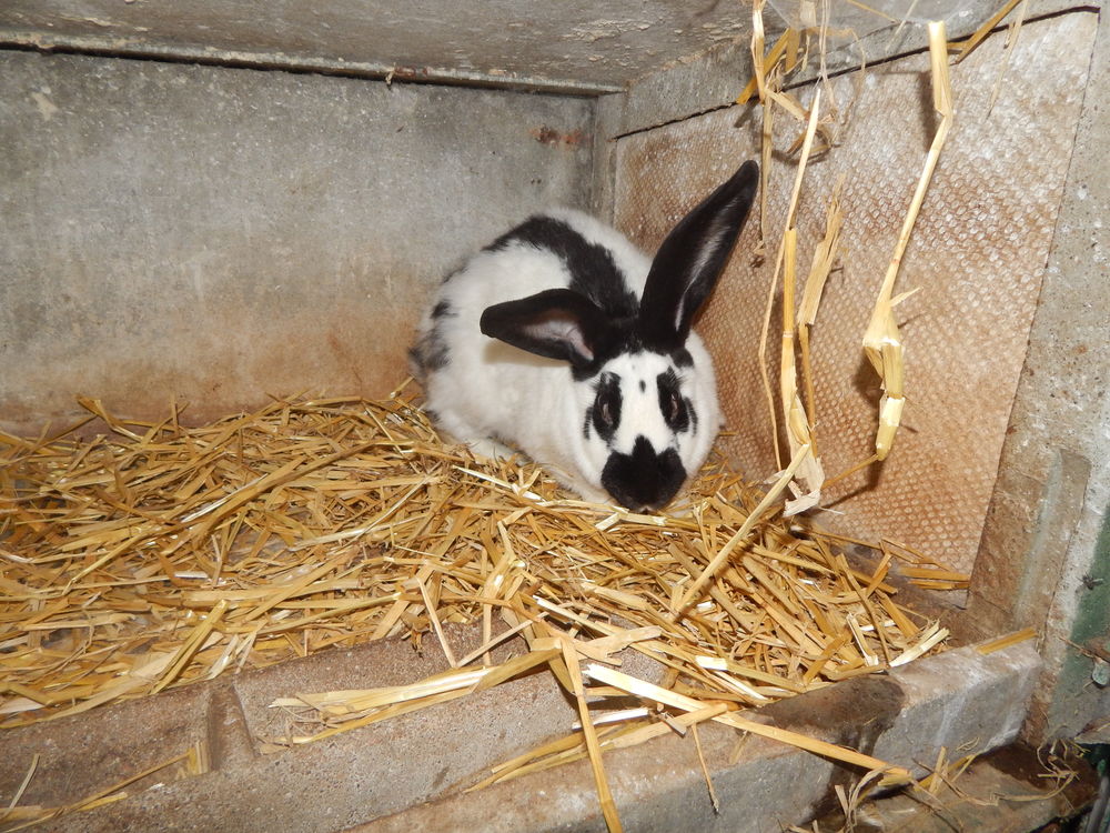   lapins papillons 