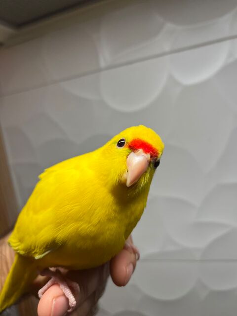 Kakariki perruche m&acirc;le 100 39210 Plainoiseau
