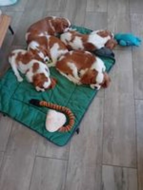   5 chiots Blenheim : 3 femelles  et 2 mâles  