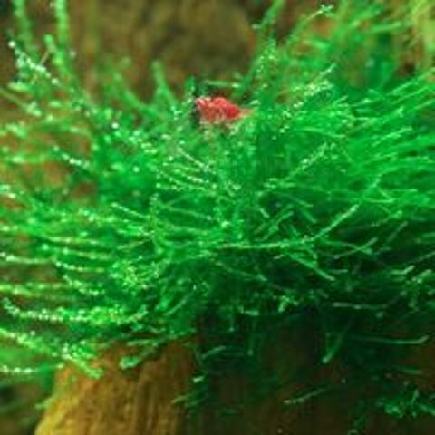   Plante / Mousse de Java pour aquarium 