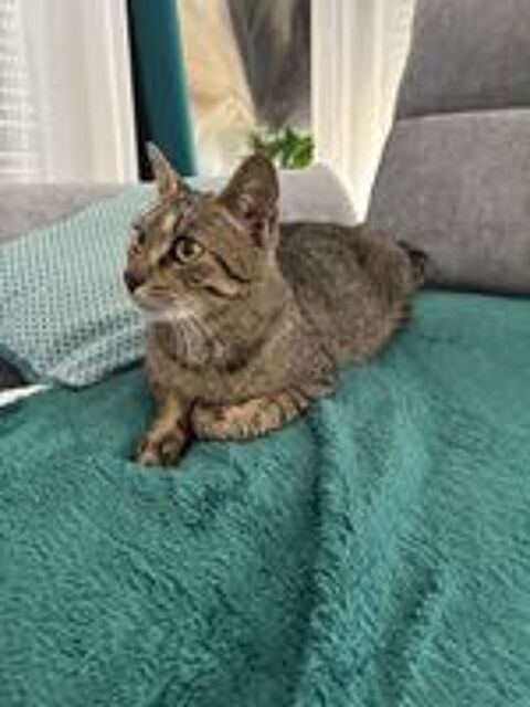   Meryl jeune chatte toute douce 