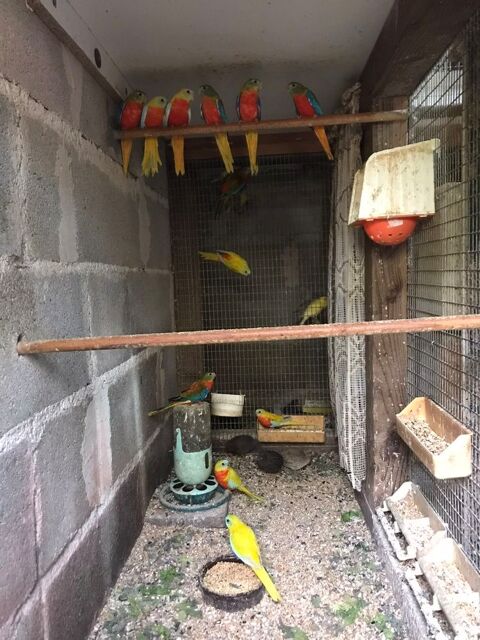 Turquoisines 2025 60 31600 Muret