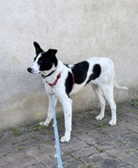   OLLY croisé né le 05/06/2025 