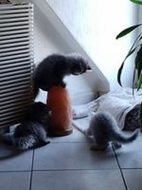   3 petit bout de chou cherche la famille pour la vie 