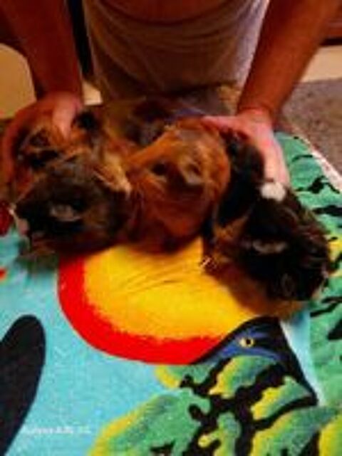   4 petits cochons d inde sevrer n�e le 11 etc19 d�cembre 2025 