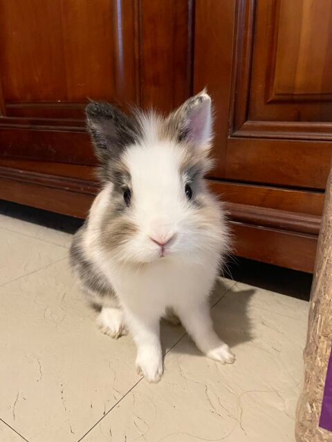 Lapin tête de lion 80 83000 Toulon
