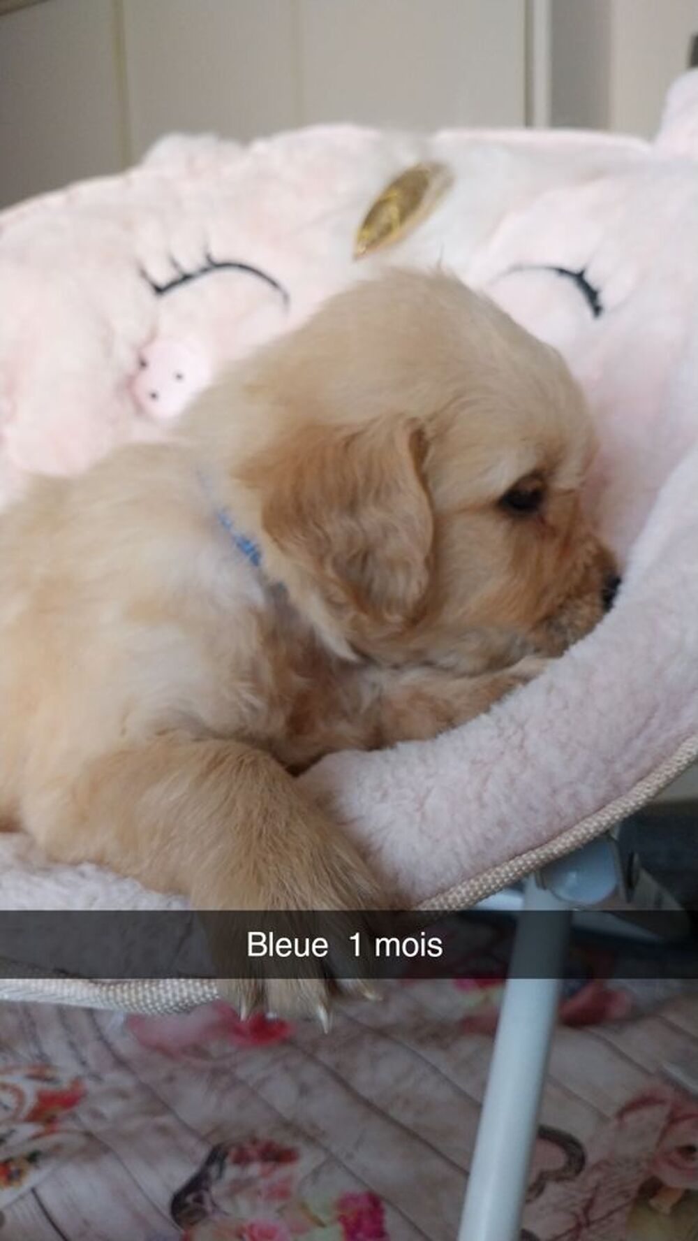   Golden retriever  