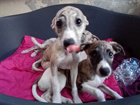 Femelles whippet 0 71000 Mâcon