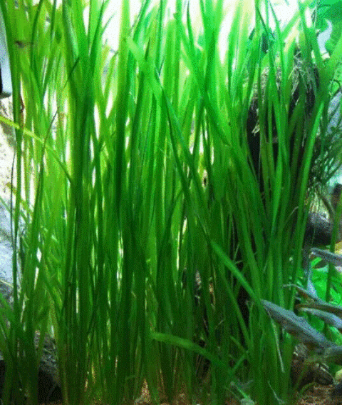 vallisneria
plante aquarium d eau douce 1 69380 Les chres