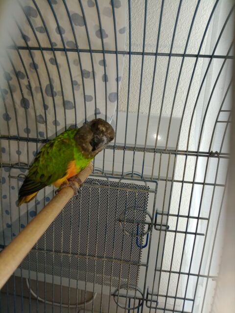 Male Youyou 300 81300 Busque