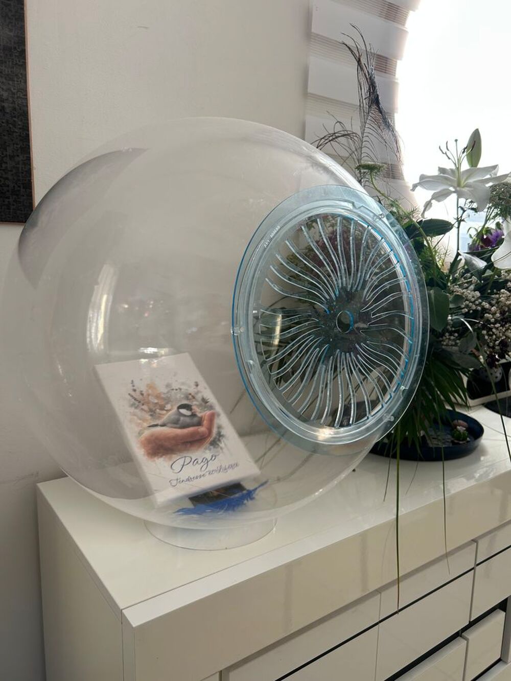   Cage bulle padda  