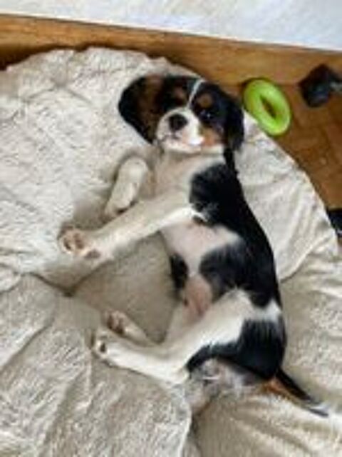   3 adorables chiots cavalier King Charles femelle 
