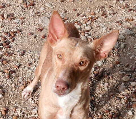 TINO 320 27620 Gasny