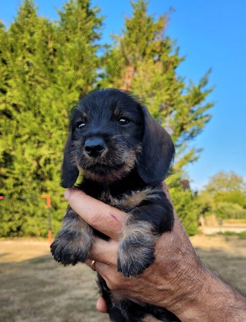 CHIOTS TYPE TECKEL POIL DUR 0 71310 Saint-bonnet-en-bresse