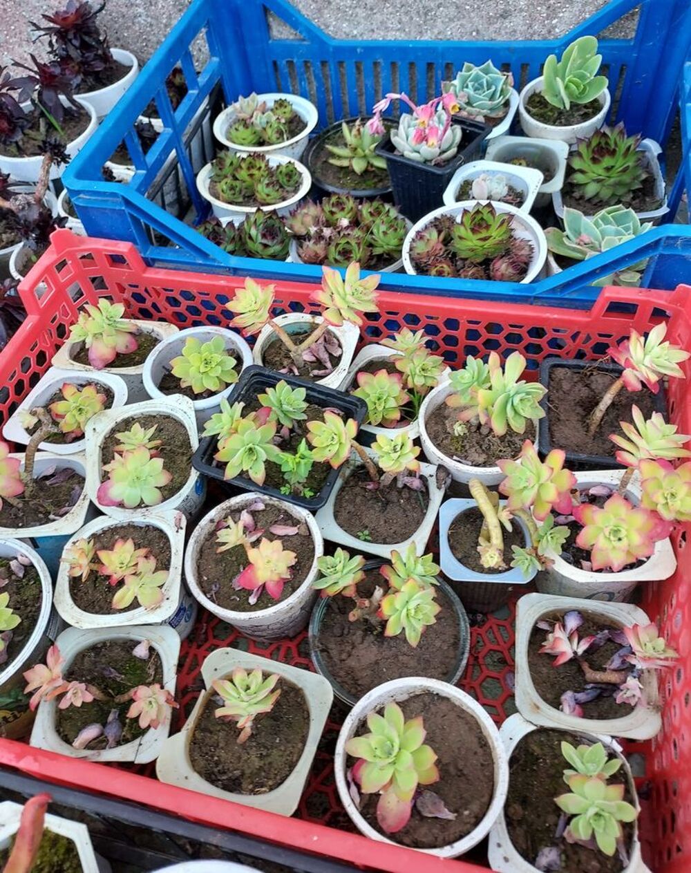 Plantes grasses, succulentes Jardin