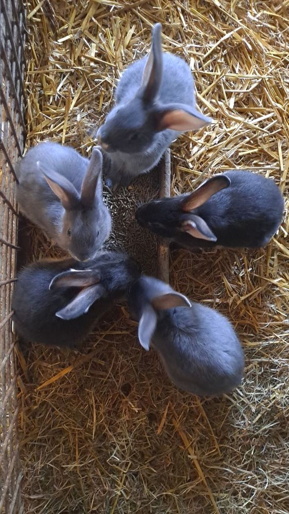   Lapin chevre 