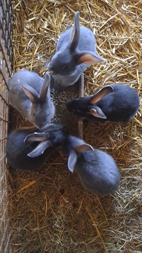 Lapin chevre 25 59680 Quivelon