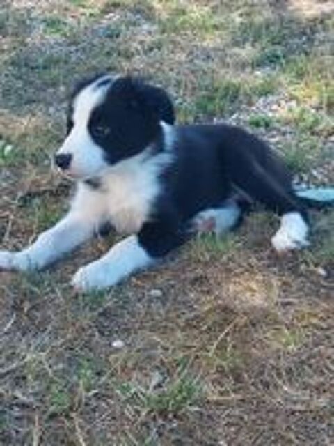   Chiots border collie mâle  