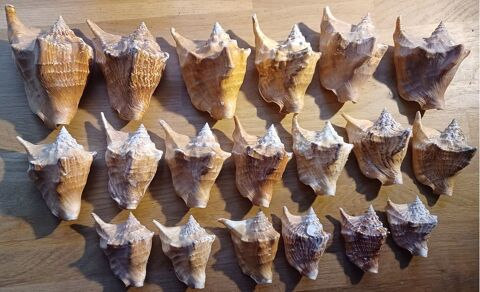 Lot 19 coquillage Laruscade (33)