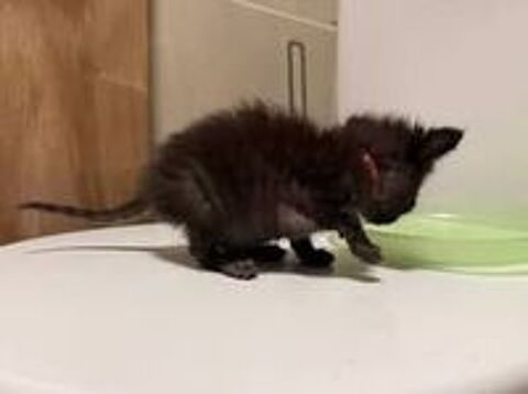   Chat SPIDEY à l adoption 