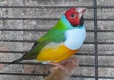   diamant de gould 