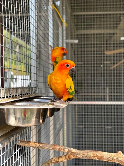 Couple reproducteur Conure Soleil 500 13113 Lamanon