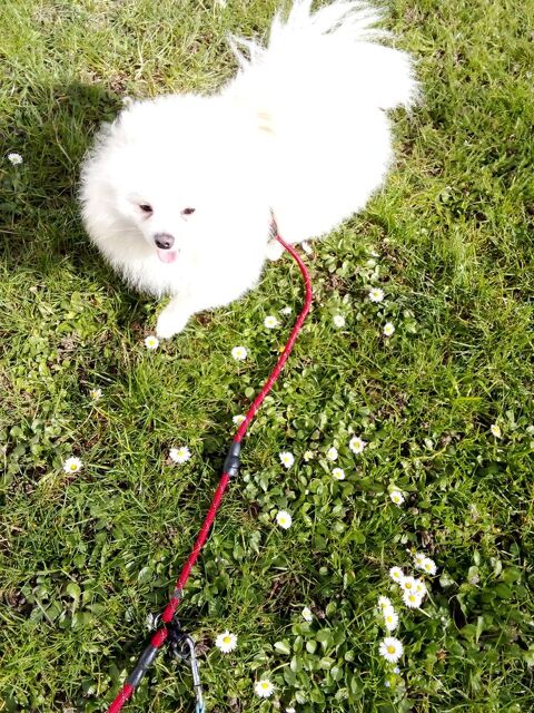 Spitz 1300 77000 Melun