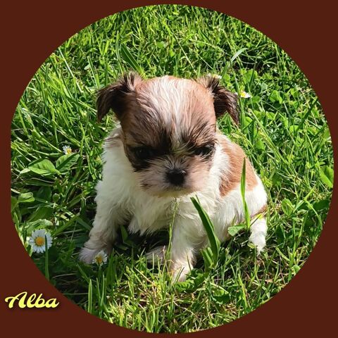 A réservé Type 6 Chiots shih tzu croisée chihuahua 700 23220 Bonnat