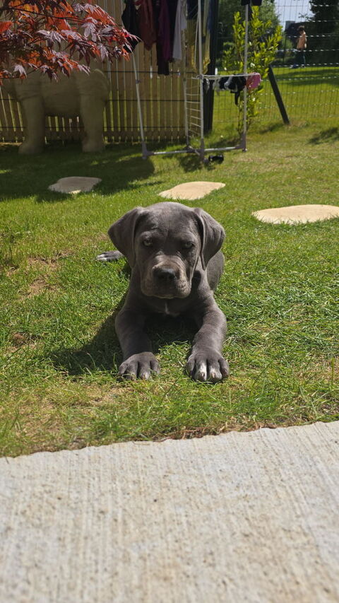 Chiots Cane Corso 350 29190 Pleyben