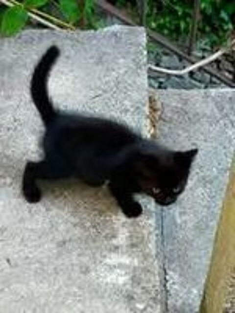   Chat PEPPER à l adoption 