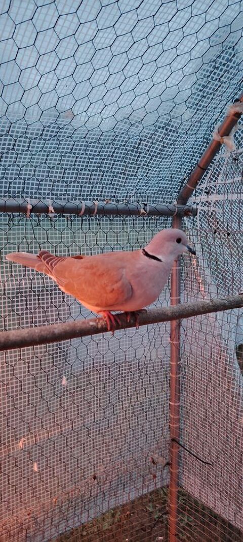 Tourterelle 25 71190 Mesvres